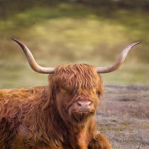Scottish Highlander
