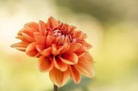 Orange Dahlia