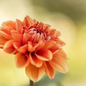 Orange Dahlia sur Isabel van Veen