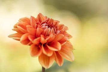 Orange Dahlia sur Isabel van Veen