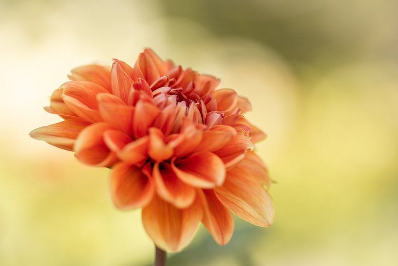 Oranje Dahlia van Isabel van Veen