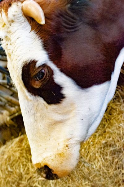 I am a Cow and want to be more than a piece of meat on a Plate? by Truckpowerr
