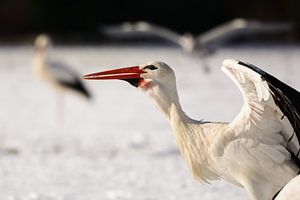 Storch im Schnee von Latifa - Natuurfotografie