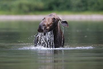 Moose cow eating water plants in Lake Glacier National Park in Montana, USA by Frank Fichtmüller