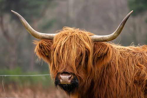 A Scottish highlander on Bussemer heathland