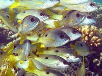 Fish meeting