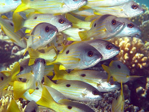 Réunion des poissons