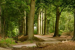 Sommerwald