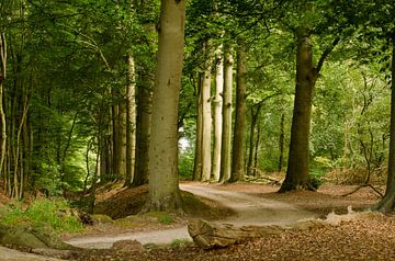 Sommerwald von Frans Blok