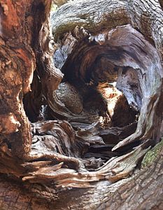 Einsicht in den Olivenbaum