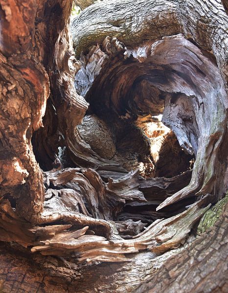 Einsicht in den Olivenbaum von Bianca ter Riet