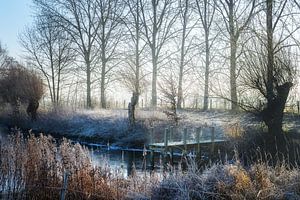Holzsteg in einem zugefrorenen Teich, umgeben von Bäumen und Schilf mit