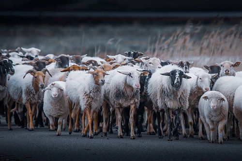 Sheep herd