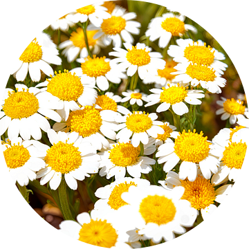 Veld met madeliefjes van Bianca ter Riet