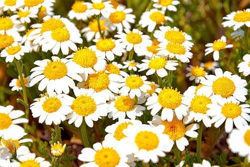 Champ avec des marguerites