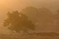 Rheder- en Worth-Rheder Heide