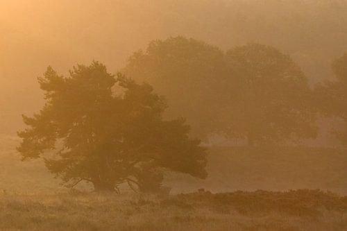 Rheder and Worth-Rheder Heide