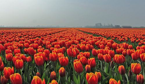 Mag het een tulpje meer zijn ?