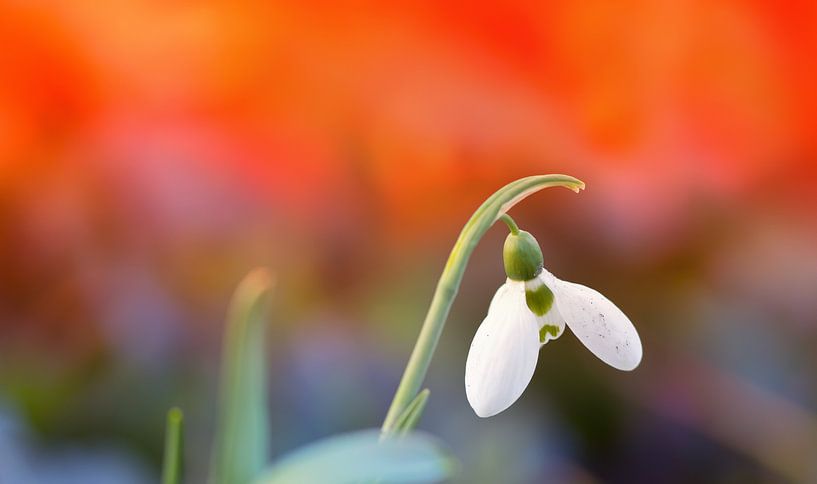 Snowdrops by Bo Valentino