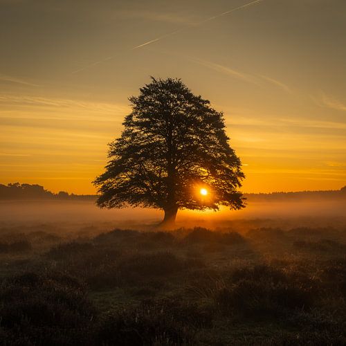 Sonnenaufgang Veluwe Niederlande 3