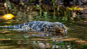 The banded monitor lizard by Roland Brack