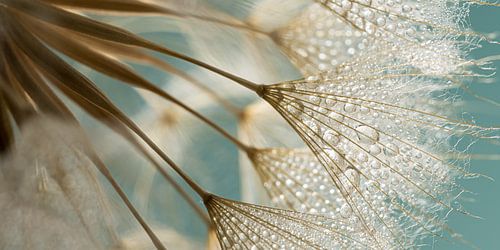 Landelijk panorama: Goudbruine pluisjes met turquoise