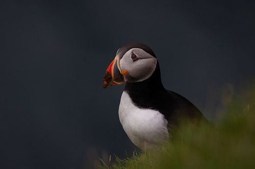 Busy puffin in Faroese summer