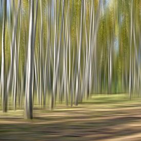 Poetic birch forest by Violetta Honkisz