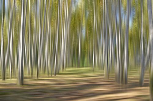 Poetic birch forest by Violetta Honkisz
