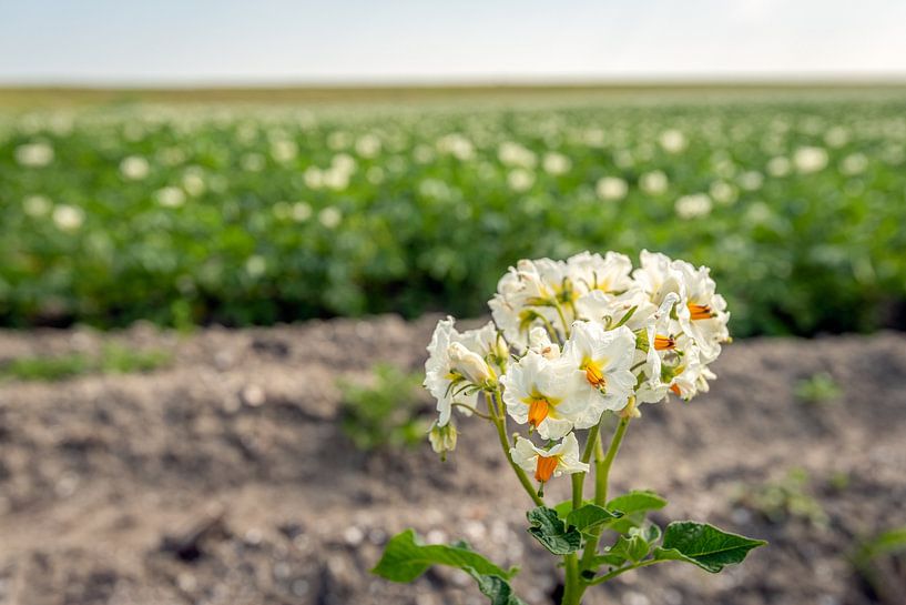 Blühende Kartoffelpflanze wächst neben dem Feld von Ruud Morijn