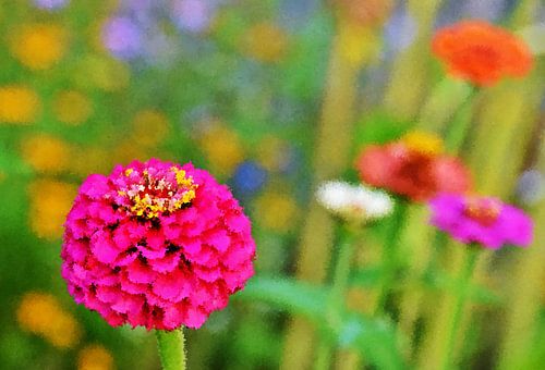 pink flower in garden mixed media