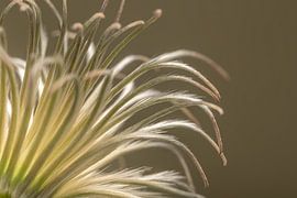 Biophilic design – The natural, organic shapes and colours of a clematis by Marjolijn van den Berg