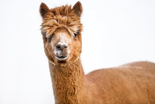 Alpaca
