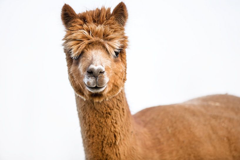 Alpaca van Anita Smink