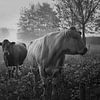 Ursprüngliche niederländische Nebellandschaft mit Kühen . von Saskia Dingemans Awarded Photographer
