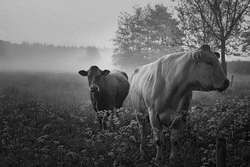 Oer Hollands mistig  landschap met koeien . van Saskia Dingemans Awarded Photographer