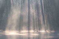 Gänse drücken ihre Liebe zueinander im Morgennebel aus. Stimmungsvolles Foto im Wasser. von Els Oomis Miniaturansicht