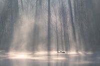 Ganzen uiten hun liefde voor elkaar in de ochtendnevel. Sfeervolle foto in het water.