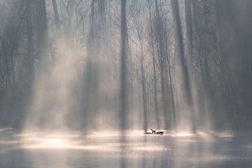 Gänse drücken ihre Liebe zueinander im Morgennebel aus. Stimmungsvolles Foto im Wasser. von Els Oomis