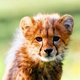 Little cat by Ken Kühlbrandt