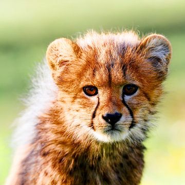 Little cat by Ken Kühlbrandt