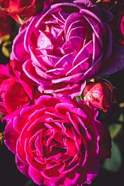 Roses bloom by Steffen Gierok