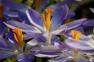 bleu-violet avec crocus des agriculteurs orange au soleil sur Martin Stevens