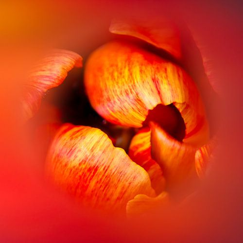 Pfingstrosen-Tulpe aus der Nähe 2