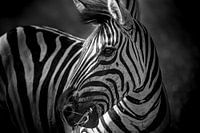 Zebra in South Africa
