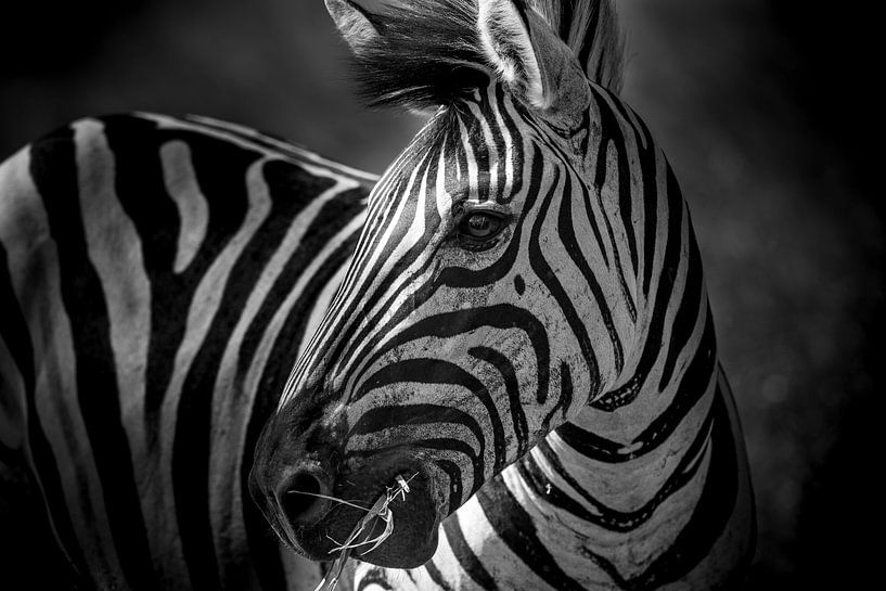 Zebra in South Africa by Theo van Woerden