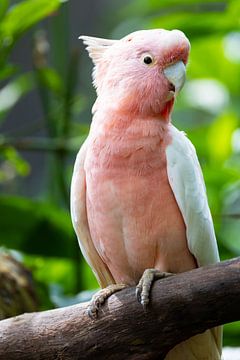 Pink cockatoo by Jan Schuler