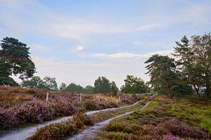 Blühendes Heidekraut auf der Haagdoornheide