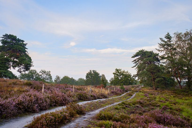 Heide in bloei op Haagdoornheide van Johan Vanbockryck