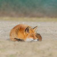 fox